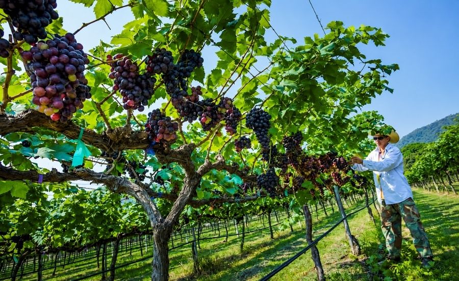 Les vignobles de Hua Hin
